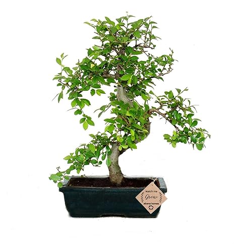 Abana Homes Alluring Chinese Elm Bonsai Live Plant with Pot - 7 Years Old