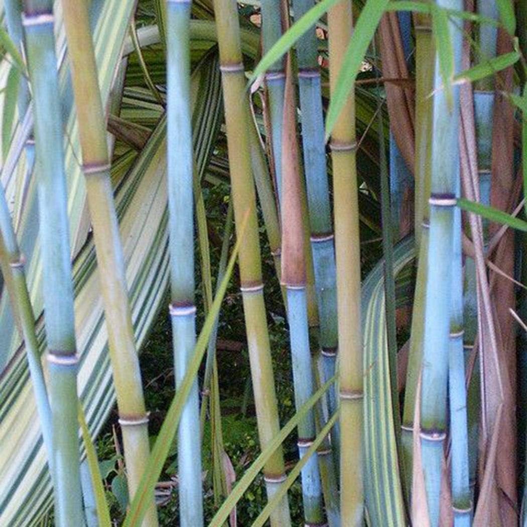 Masoke Seeds - Exotic Moso Bamboo Rarities Bamboo Seeds Hardy Perennial Giant Bamboo Plants Seed Garden Pond Ornamental Plants