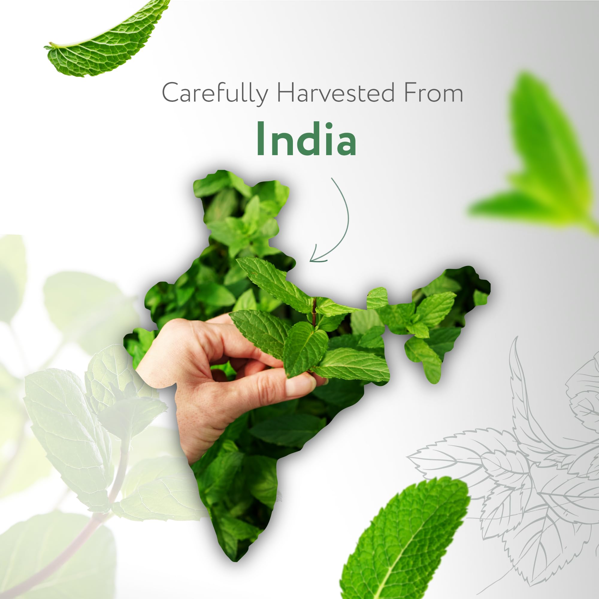 HBNO Peppermint Essential Oil 4 fl oz (120ml) - Premium Natural Peppermint Oil for Hair - Perfect for Aromatherapy & DIY, Essential Oil Peppermint - Image 3