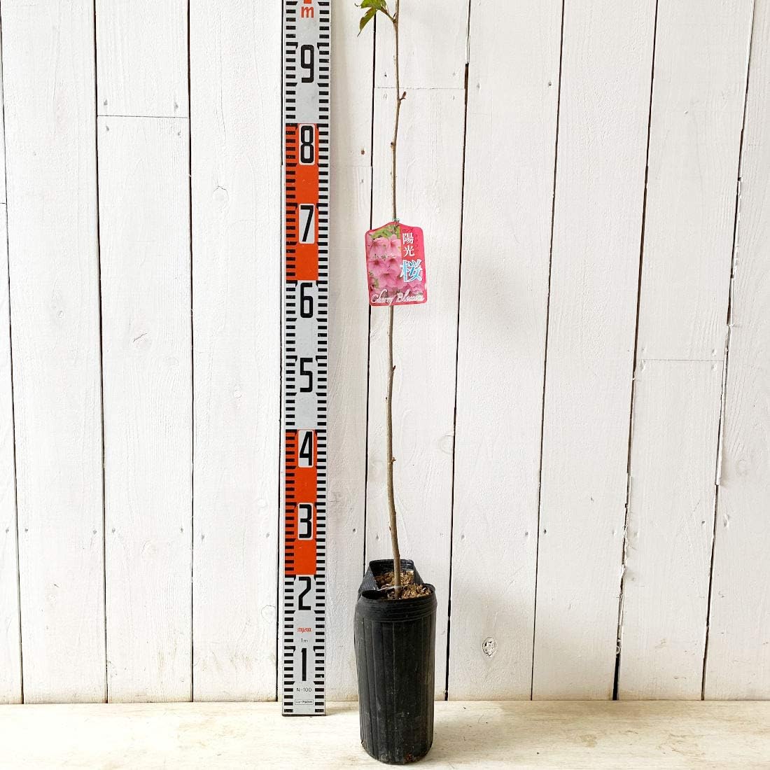 Amazon 桜 苗木 陽光桜 12cmポット苗 ようこうざくら さくら 苗 サクラ 花