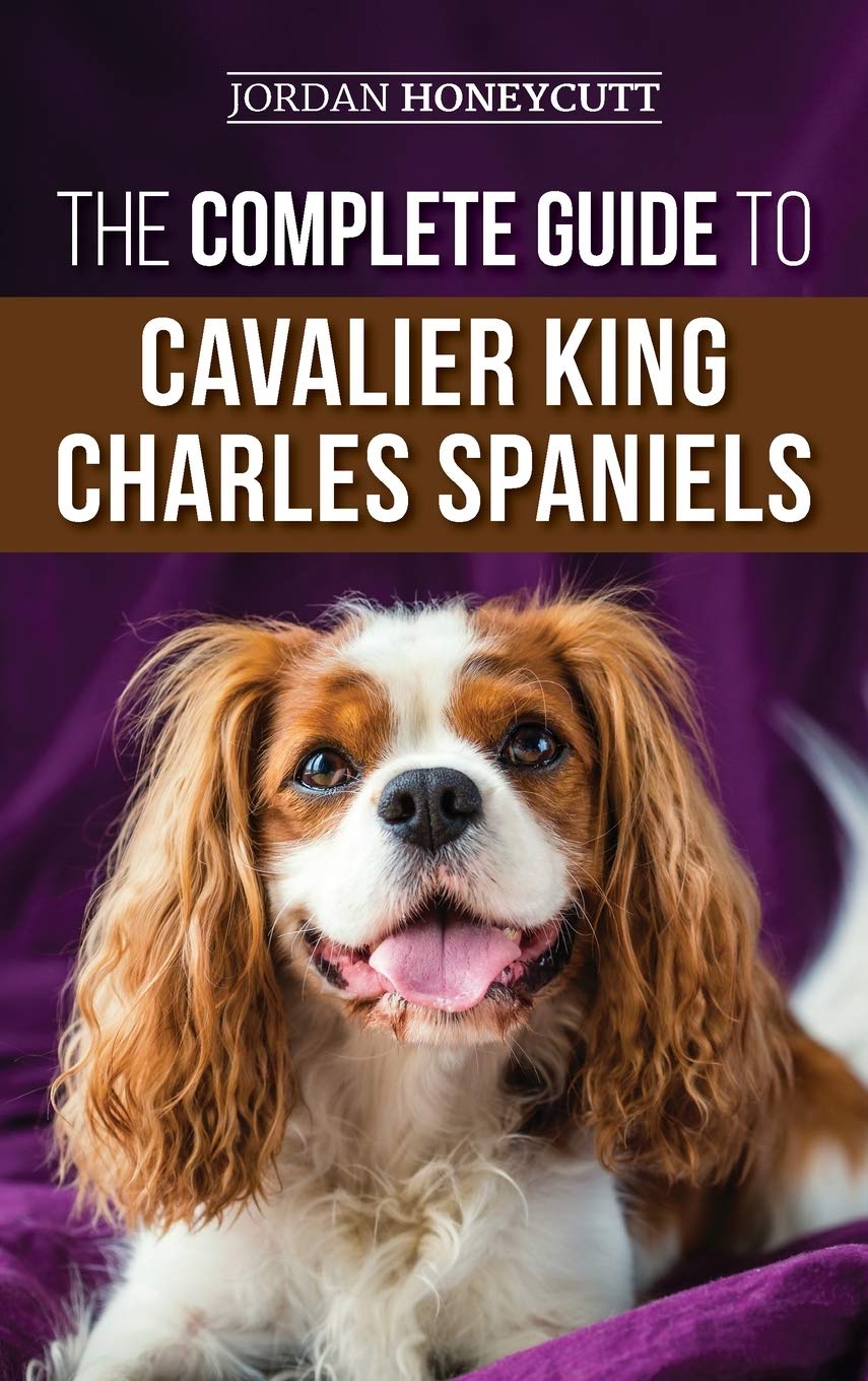 king charles spaniel training