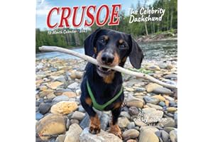 Crusoe the Celebrity Dachshund 2025 7" x 7" Mini Wall Calendar