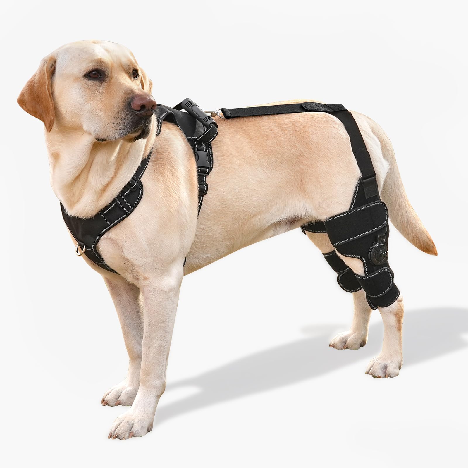 Photo 1 of FurWell Dog Knee Brace with Adjustable Support – ACL & CCL Tear Recovery, Post-Surgery Stabilization, Mobility Aid for Rear Legs – Includes Secure Chest Harness for Dogs(Both Legs,L)