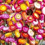 1000 Mixed Color Strawflower Seeds Annual