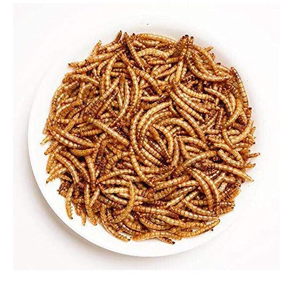AMZEY DRIED MEALWORMS 11 LBS – 100% NATURAL FOR CHICKEN FEED, BIRD FOOD, FISH FOOD, TURTLE FOOD, DUCK FOOD, REPTILE FOOD, NON-GMO, NO PRESERVATIVES, HIGH PROTEIN AND NUTRITION