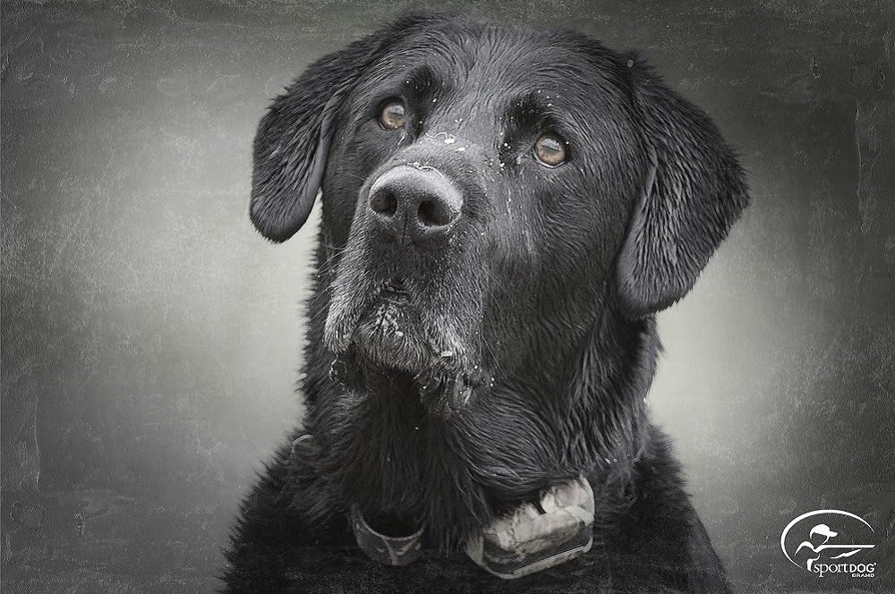 sportdog wetlandhunter 425