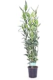 Pianta Di Alloro Vero In Vaso - Laurus Nobilis Per Siepi, Cucina E Decorazione - Altezza 175-200 Cm, Vaso 30x30 Cm - Foto 8