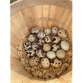 Farm Fresh Quail Eggs SILVERBROOK EGGS FARM (1 DOZEN - 12 EGGS)