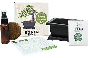 BUZZY Seeds Bonsai Starter Kit, Norway Spruce, Complete Indoor Gardening Gift, DIY Mini Tree Project, Soothing Indoor Hobby for Home or Office, Fun Stocking Stuffer, Housewarming Present