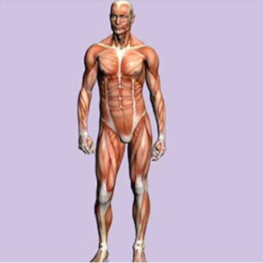 Spanish Medical Anatomy for English Speakers