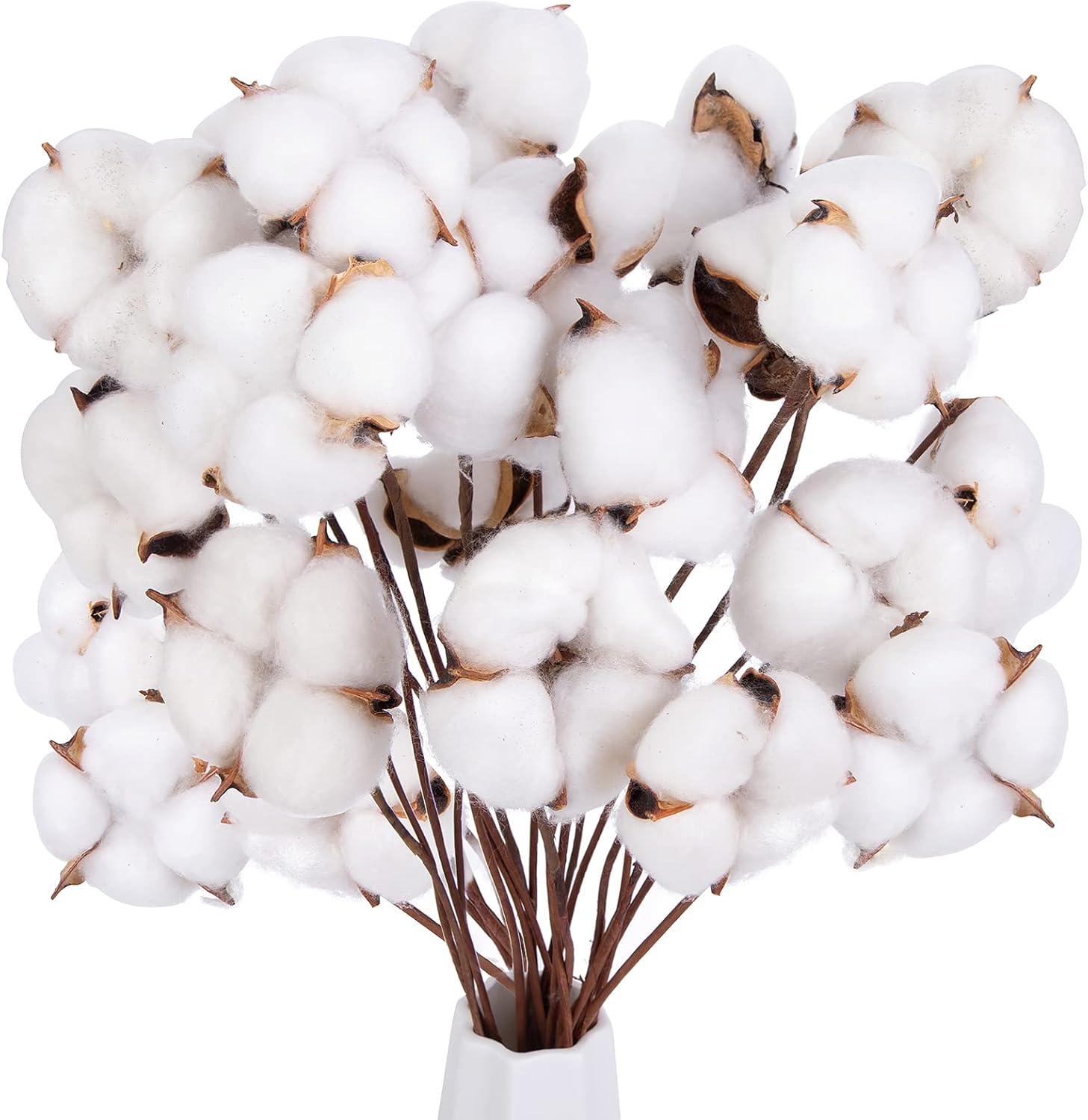 Dried & Preserved Flora - DomeStar 30PCS Cotton Stems, 15
