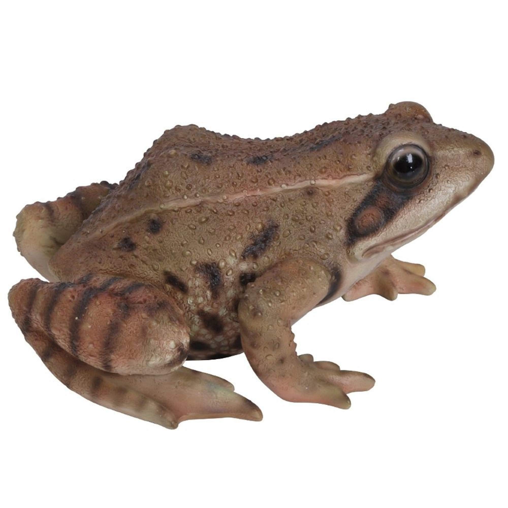 Vivid Arts Real Life Frog