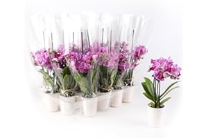 PLANTS & BLOOMS SHOP Just Add Ice JA5190 Mini Pink Orchids Live Plants (20 Pack) in White Ceramic - Party Favor, Bulk Wedding Decor, Bridal Shower, Baby Shower, 2.5" Diamter, 6" Tall