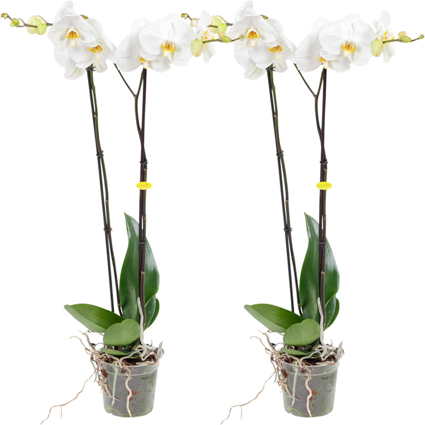 Choice of Green - White Orchid Grandi - Butterfly Orchid - Set of 2 Pieces - Live Indoor Plant in Growerspot Diameter 12 cm - Height 100 cm - Quality from Holland - Fresh from The Grower