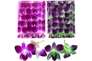 Miami Fresh Orchid Flower OrchidClubUSA Sunne Tropical Loose Bloom DIY Lei food drink decoration 50/50 PAIR (Purple + Green)