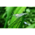 Swimming Creatures 10 Amano-Snow Premium Grade Shrimp - Caridina multidentata VAR. Snow Freshwater Aquarium Shrimp, 100% Live Arrival guarante
