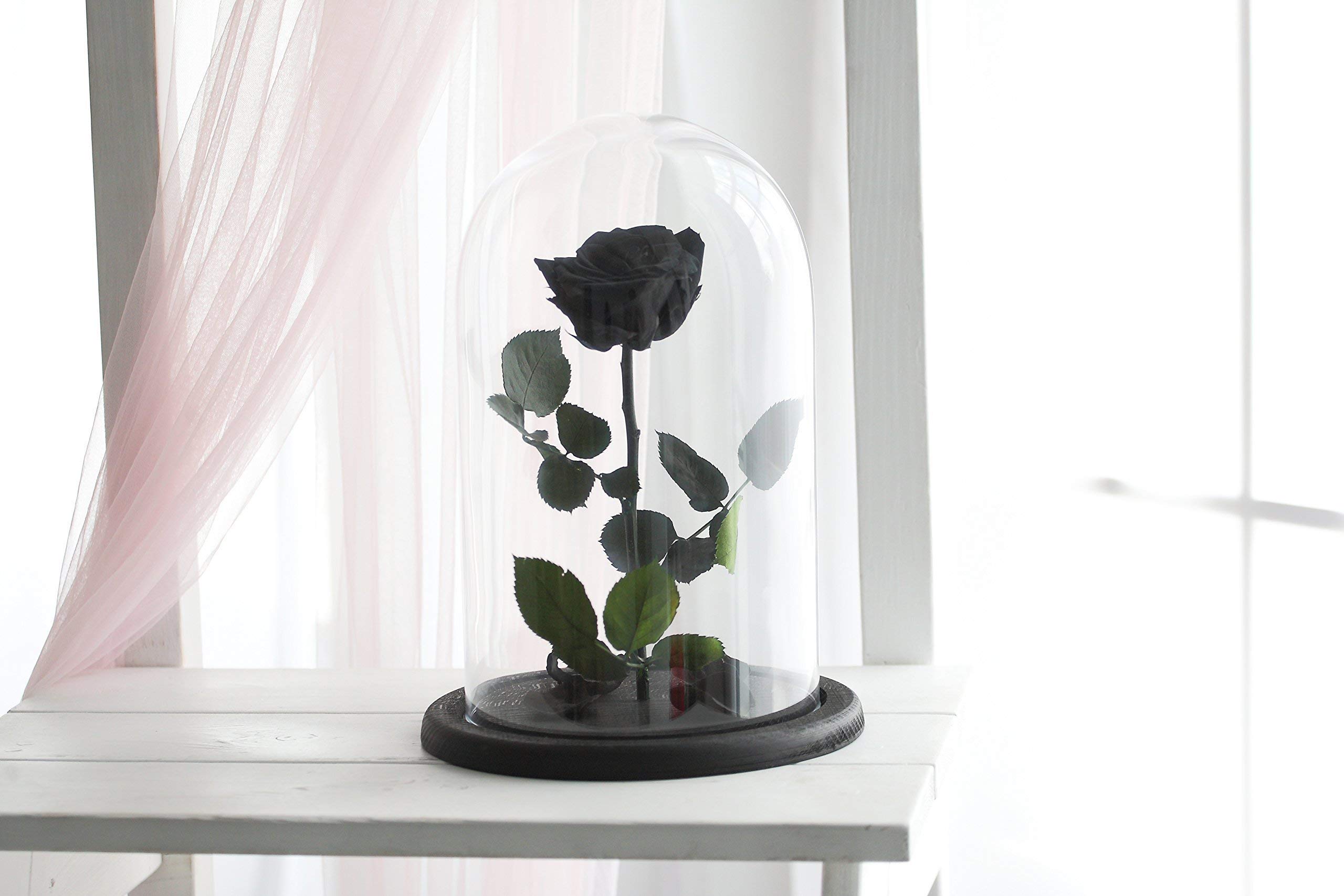 Beauty And The Beast Rose Size Large Live Forever Rose Enchanted Rose Rose In Glass Dome Forever Rose Rose In Glass Preserved Rose Preserved Flower Black Rose Silk Flower Arrangements Beauty And The Beast Rose Size Large Live Forever Rose Enchanted Rose Rose In Glass Dome Forever Rose Rose In Glass Preserved Rose Preserved Flower Black Rose Silk Flower Arrangements