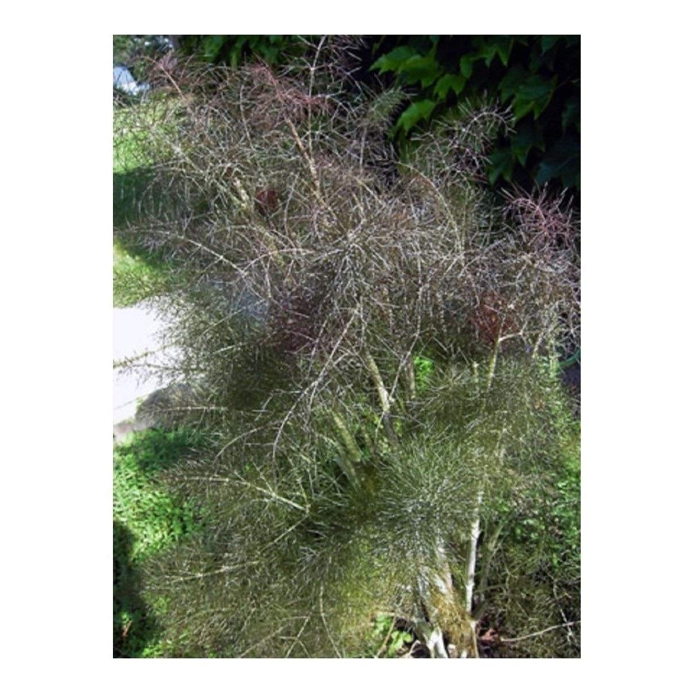 PREMIER SEEDS DIRECT - HERB- Fennel - Bronze - FOENICULUM PURPUREUM - 500 Seeds