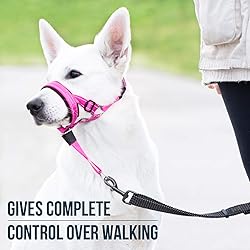GoodBoy Dog Head Halter with Safety Strap - Stops
