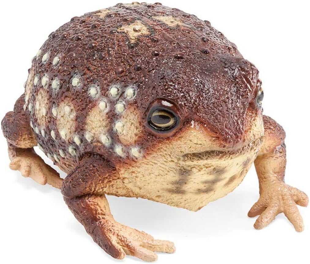 Magic Cabin Natural Latex Rubber Frog - Realistic and Accurate Detail and Scale - Approx. 8 L x 5 W - Rain Frog