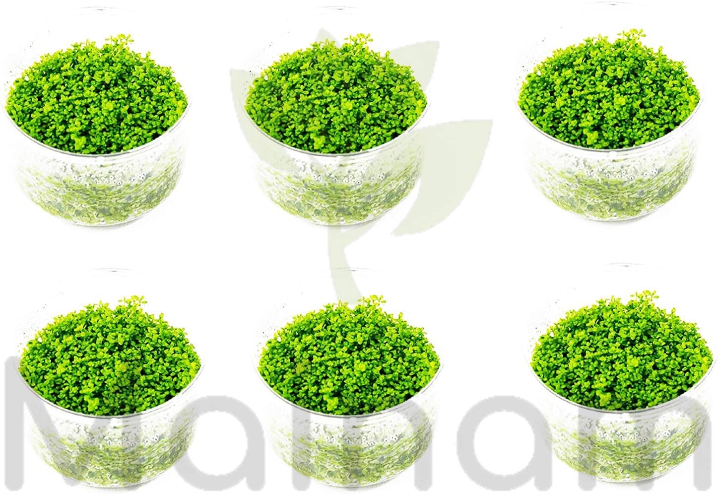 carpeting aquarium plants