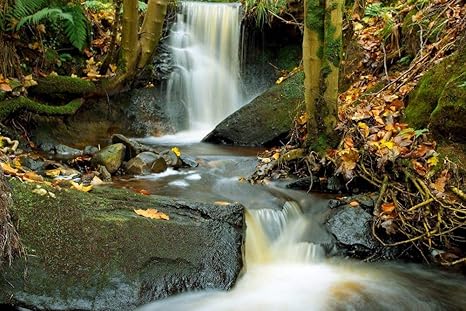 Amazon Co Jp 秋の森の壁紙の壁紙 自然の壁紙 キャンバス ステッカー 印刷 壁紙ポスター はがせるシール式 写真 特大 絵画 壁飾り50cmx33cm ホーム キッチン