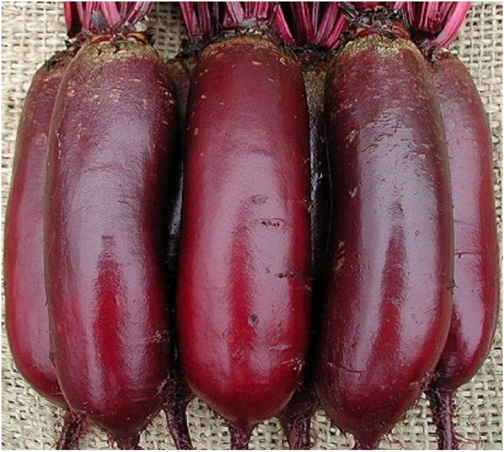 PREMIER SEEDS DIRECT - Beetroot Seeds - CYLINDRA - (Organic, 400 Seeds), RED
