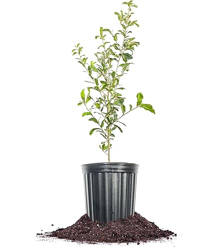 ポット Amazon.com : Live Oak Tree, Evergreen, Nut Producing, Long Living