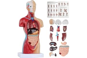 FINEERA 2024 Newest Human Body Model for Kids 14 Pcs Removable 11 inch Human Torso Anatomy Model with Heart Head Skull Brain Skeleton Model for Preschool & School Medical Education Display, Ages 4+