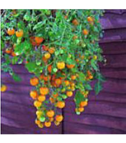 Amazon.com : Tumbling Tom Tomato (Yellow) Seeds (40 Seeds) Seeds