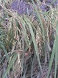 100 LONG GRAIN BROWN WHITE RICE Oryza Sativa