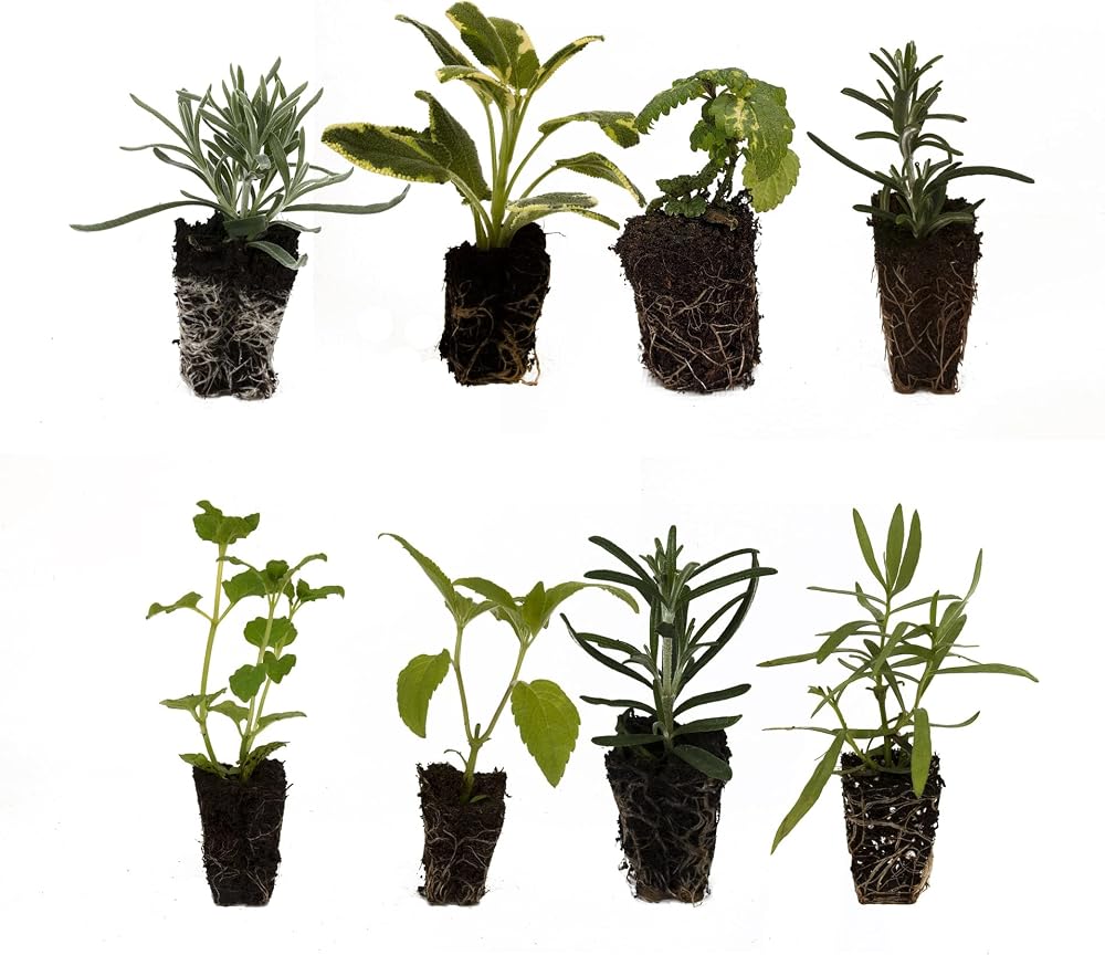 Newlands 8 Mixed Garden Herb Plug Plants – Ready to Pot, Labeled