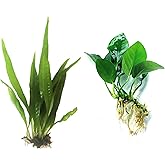 Java Fern and Anubias Aquarium Plant Bundle - Live Freshwater Plants for Aquascaping, Low Maintenance, Easy Beginner Friendly Decor for Fish Tank