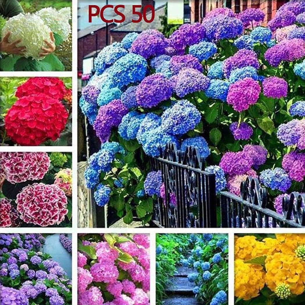 SummerRio Garden-50 pcs/Bag Hydrangea Seeds Flower Seeds Fresh Flower Multicolor Home Garden Yard Plant