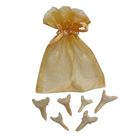 10 Stück Haizahn versteinert Fossil kleiner Zahn vom Haifisch Give away Geschenk Mitbringsel (4591)