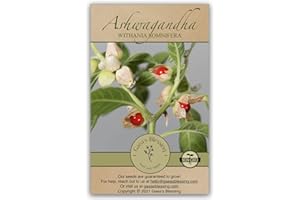 Gaea's Blessing Seeds - Ashwagandha Seeds - Heirloom Non-GMO Seeds with Easy to Follow Planting Instructions