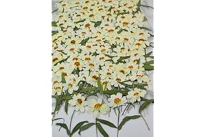 UOKWIWI 12 pcs White Zinnia with Stem Real Natural Dried Pressed Flowers for Resin Scrapbooking DIY Candle Decoration Jewelry Crafts
