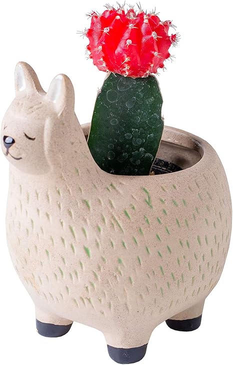 Amazon Amazon限定ブランド 花のギフト社 サボテン アルパカ 陶器鉢 観葉植物 インテリアグリーン 花 観葉植物 フラワーギフト オンライン通販 Amazon Amazon限定ブランド 花のギフト社 サボテン アルパカ 陶器鉢 観葉植物 インテリアグリーン 花 観葉植物 フラワーギフト オンライン通販