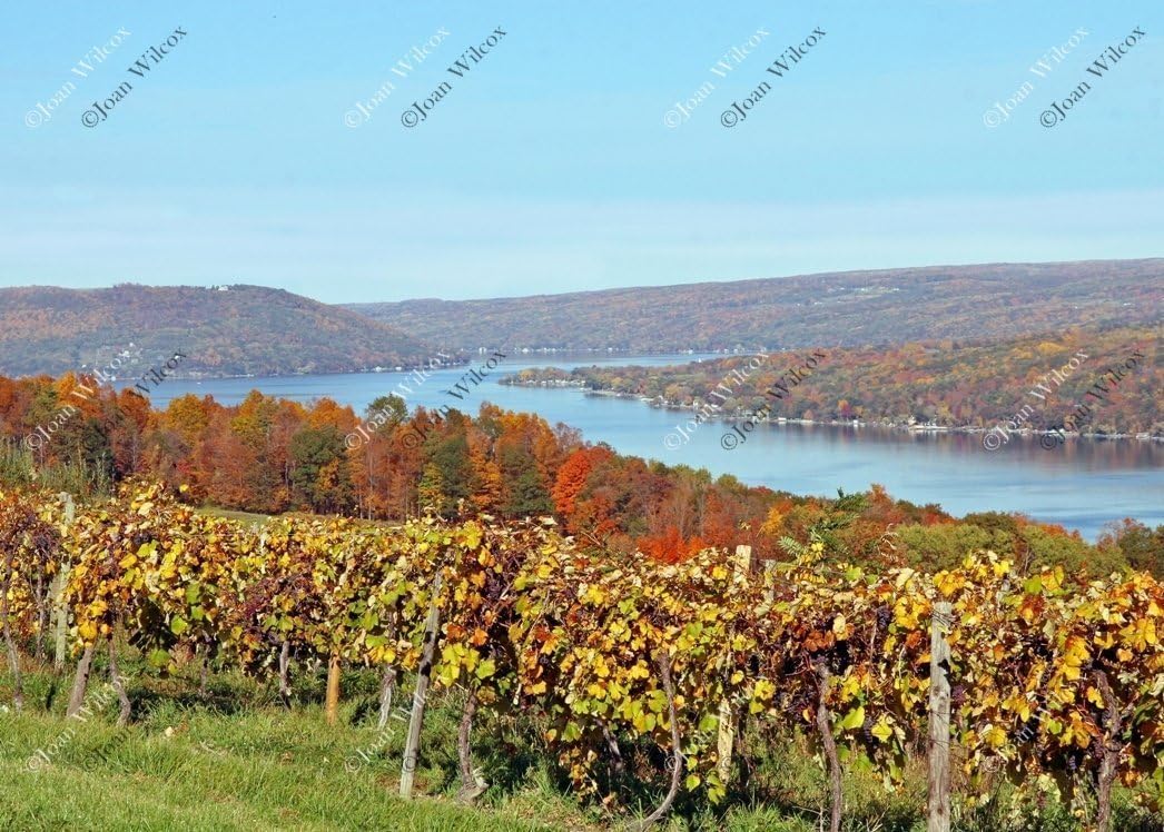 Photographs - Scenic Vineyards on Keuka Lake, NY Hammondsport Autumn Foliage Original Fine Art Photography Wall Art Photo Print