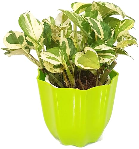 Grun Air Purifying Marble Money Plant [Beautiful Indoor Plant]