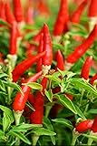 100 Bird's Eye Chili Pepper Seeds Heirloom Seeds