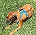 Chai's Choice Dog Harness Vest Small (Teal Blue) | Comfortable & Secure with Adjustable Strap Soft Padded Dog Vest | No-Choke & Easy Control Pet Oxford | 3M Reflective Stripes for Dog Visibility