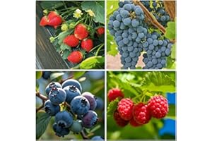 BUGGYBEDS 1000+ Mixed Berry Seeds for Planting - Grape, Blueberry, Raspberry & Strawberry - Non-GMO & Organic Seeds, Ideal for Home Garden