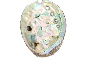 Abalone Shells 5in Selected Large Smudge Bowl Burning Bowl for Holding Incense, Trinkets, and Display, Random Color, Smudging