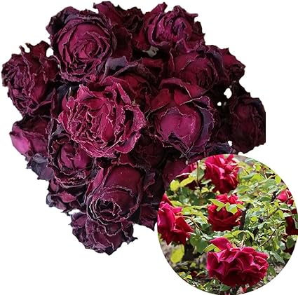 TooGet Fragrant Natural Deep Red Rose 