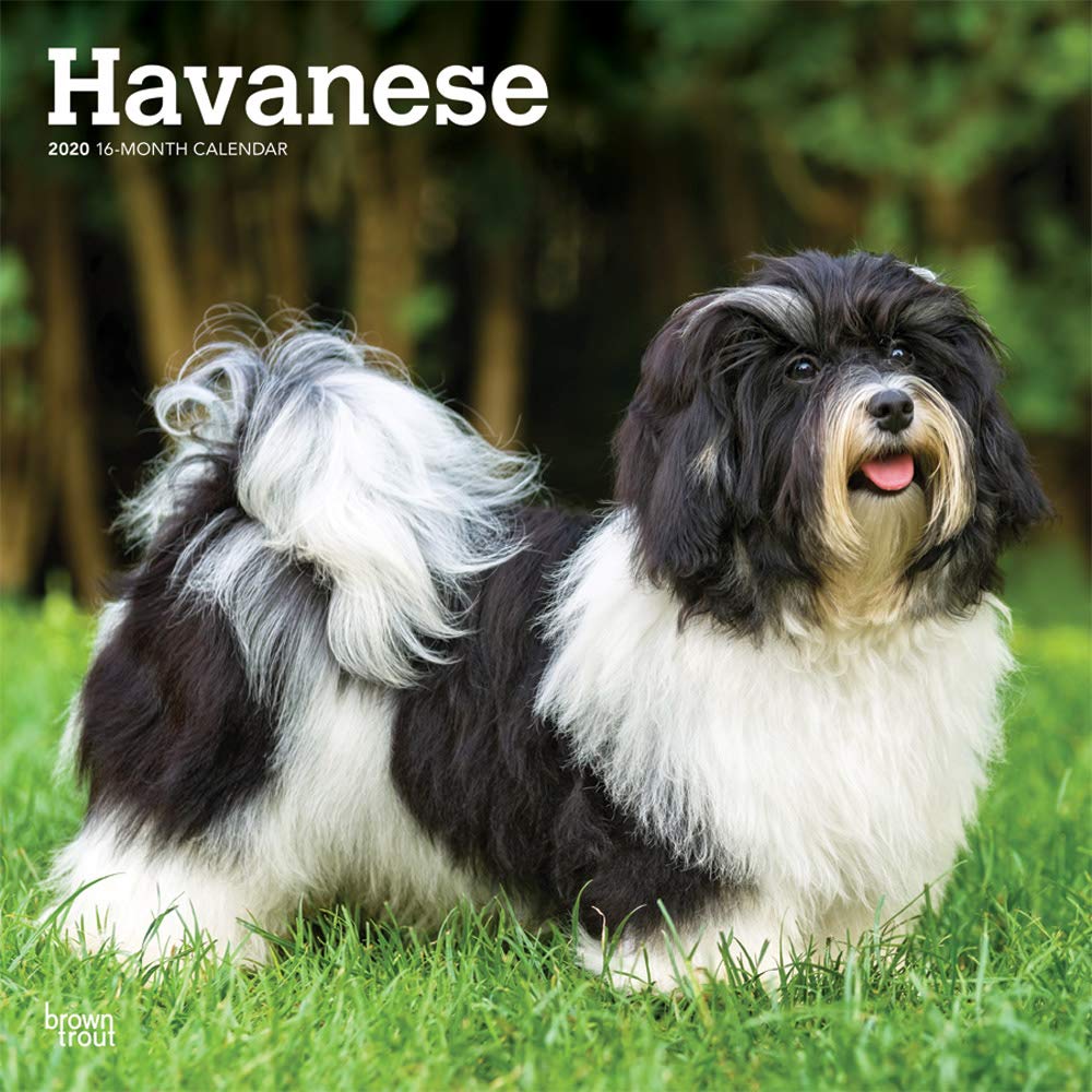 small havanese
