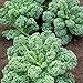 Curly Kale Seeds (100+ seeds) - Vates Blue Scotch Curled KALE - USA Grown Non-GMO primary