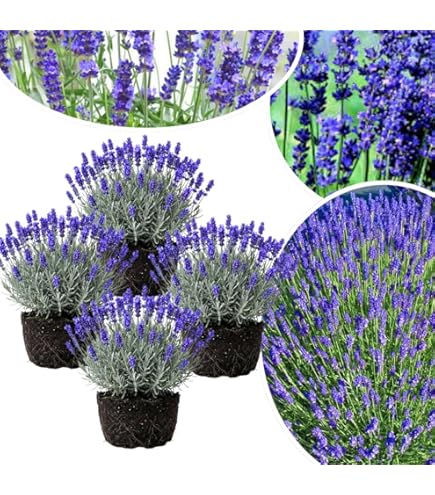Amazon.com : 3 Lavender Plants Live Starter Plants 1-3" in Tall, Hardy  Perennial Lavender for Garden and Landscape with Fragrant Purple Blooms, No  Pot (Sensational) : Patio, Lawn & Garden