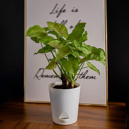 Garbnoire Self Watering Planter Pot with Bottom Tray/Plate - (4 inch) Indoor Outdoor Balcony Plant Pot | Home Garden Office Flowering Container Cover | Living Room Decor (White, 5)