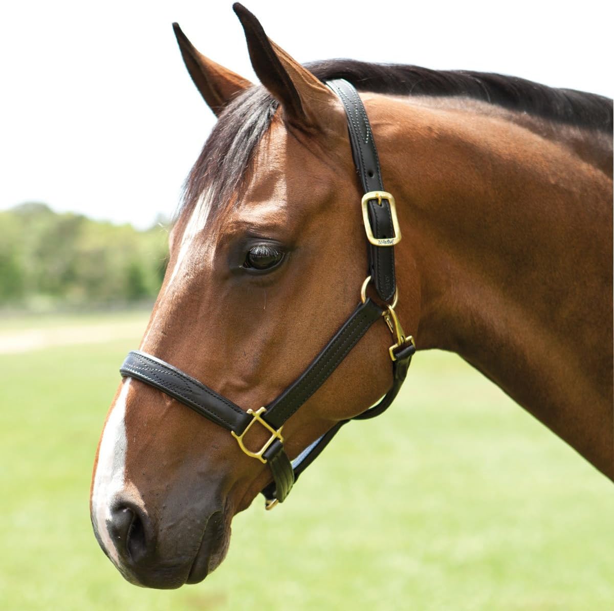 Walsh Signature Padded Halter